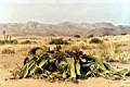 08011-Namibie-WelwitschiaMirabilis.JPG