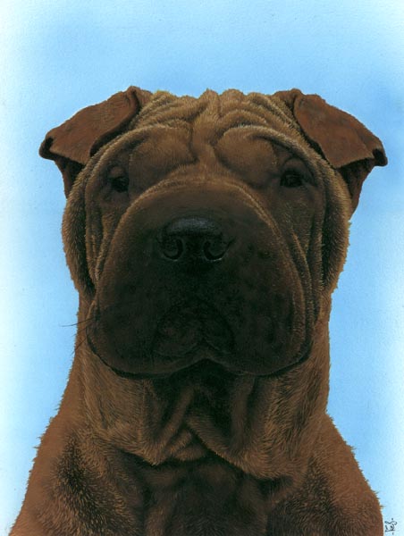 http://perso.numericable.fr/~fbesson/SHARPEI.JPG
