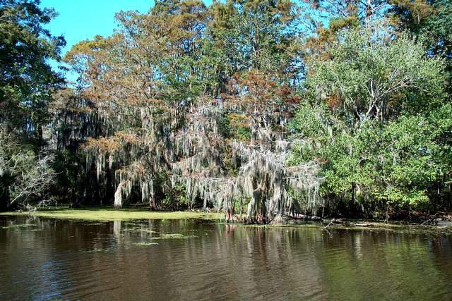 Swamp New Orleans