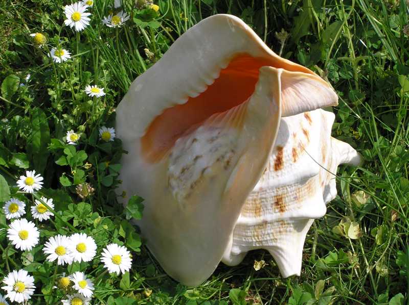 coquillage