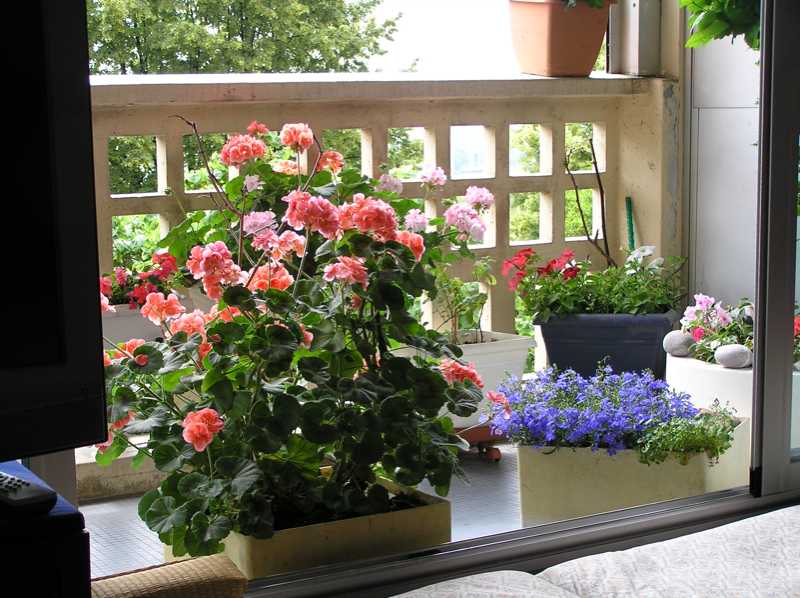 le balcon