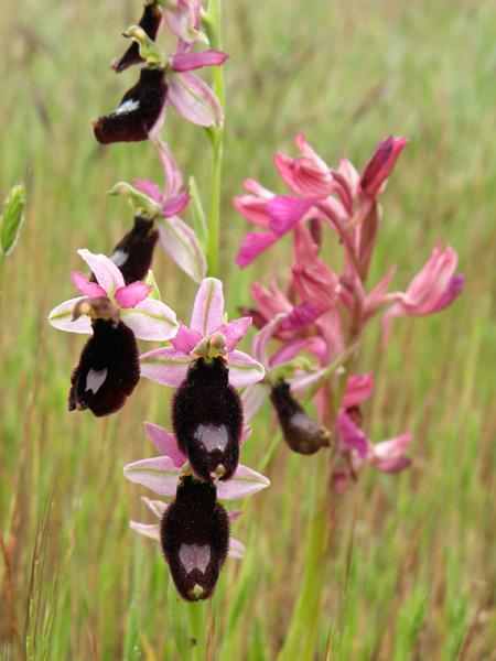 orchideesauvage