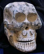 Crâne trouvé en Chine (néphrite)