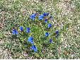 Fleurs_02