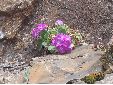 Fleurs_03