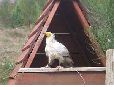 Aigles_04
