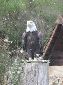 Aigles_06