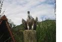 Aigles_08