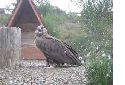 Aigles_09
